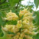 Aesculus x neglecta fleur detail